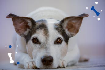 desparasitación en cachorros.jpg